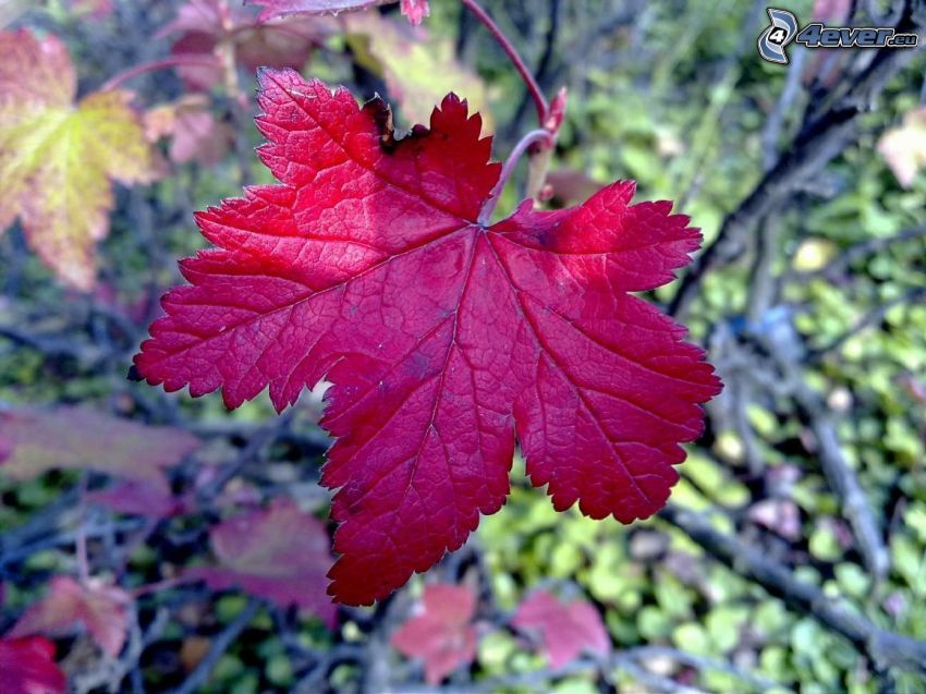 feuille d'automne, feuille rouge