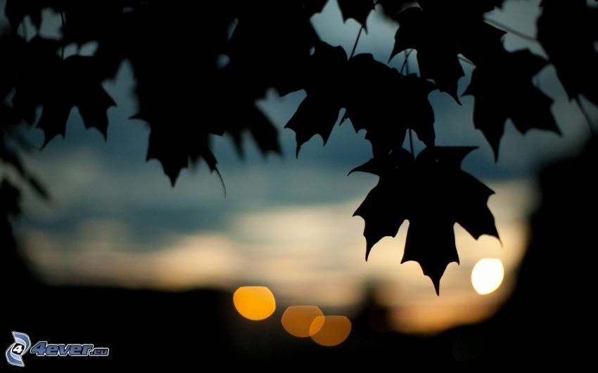 feuilles, silhouettes