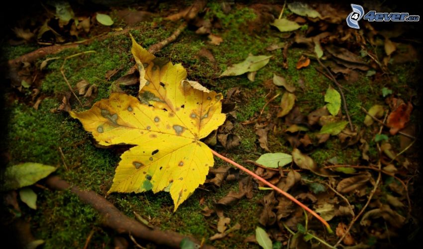 feuilles jaunes, feuillage d'automne