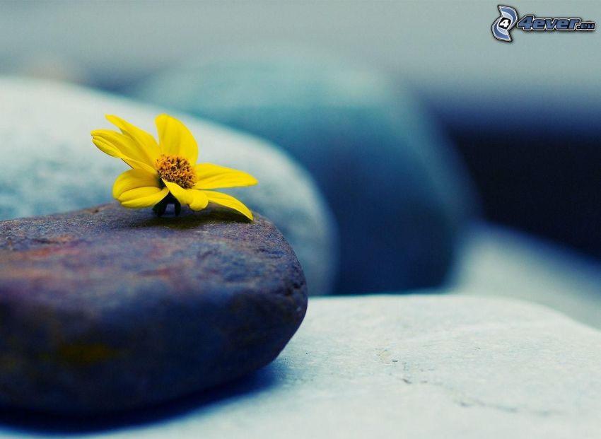 fleur jaune, pierres