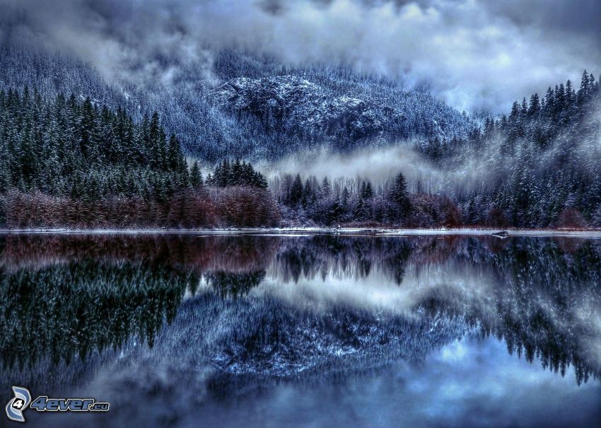 forêt, brouillard, lac, reflexion
