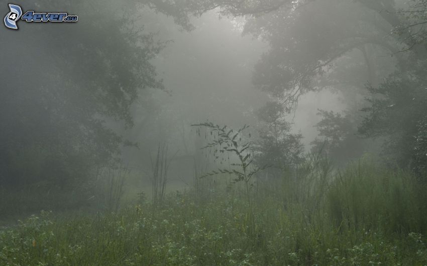 forêt, brouillard, l'herbe