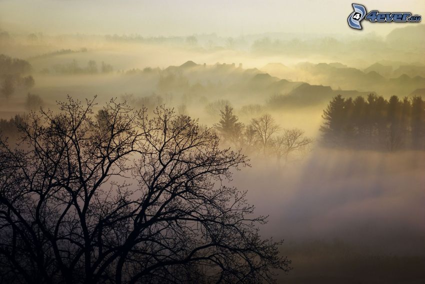 forêt, brouillard, silhouette de l'arbre