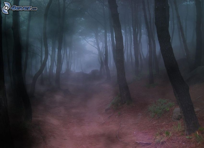 forêt, brouillard