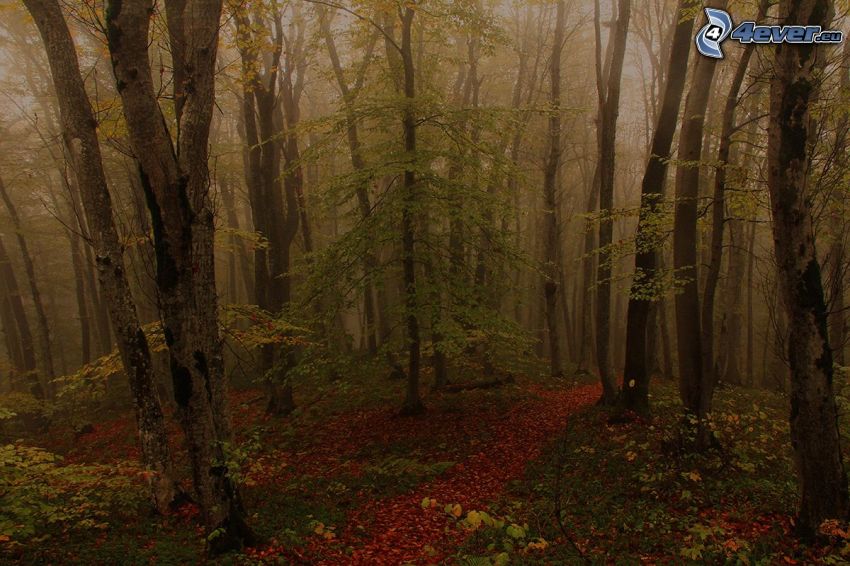 forêt d'automne, arbres, brouillard