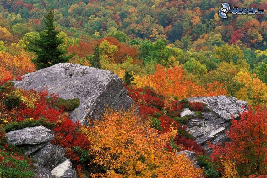 forêt d'automne, rochers