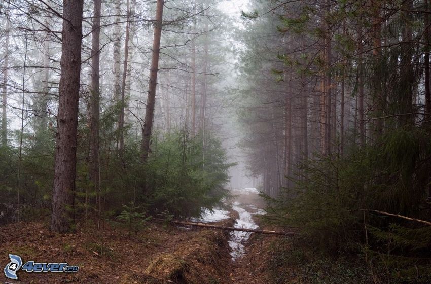 forêt de conifères, chemin, brouillard