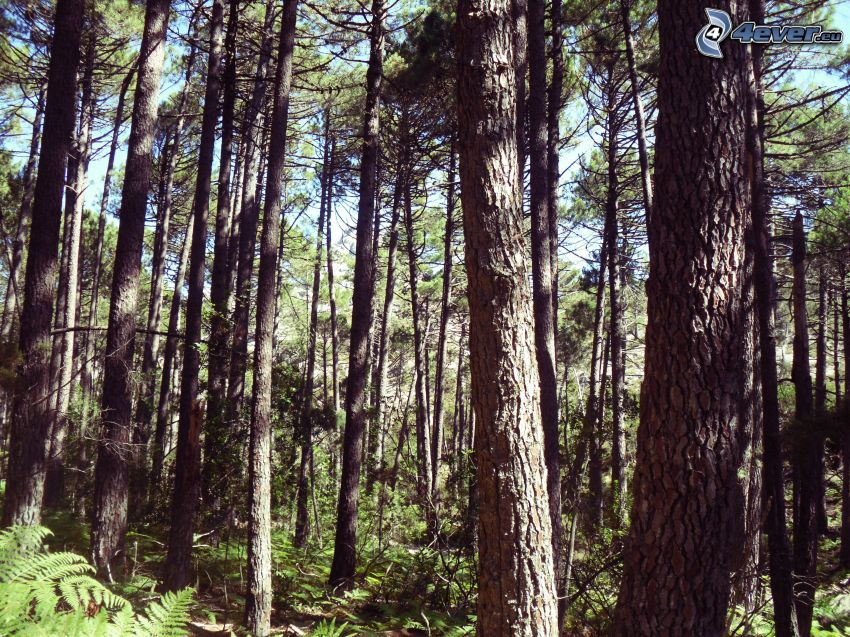 forêt de conifères, pin