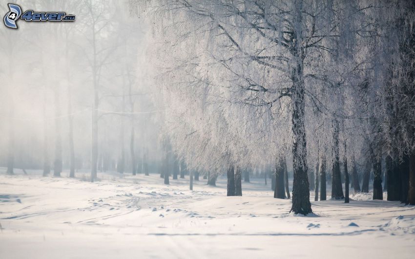 forêt enneigée, brouillard