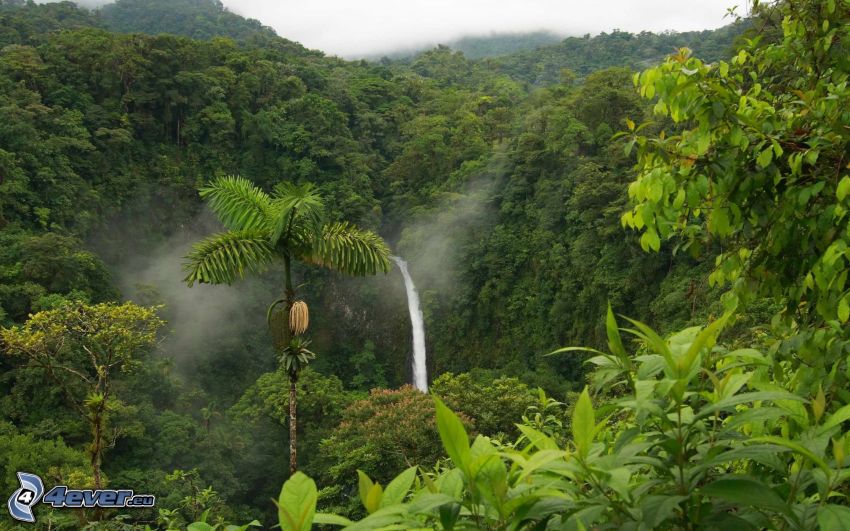 Forêt humide, vert, cascade, jungle
