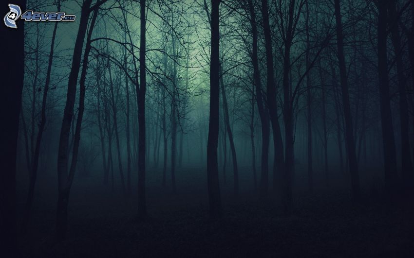forêt pendant la nuit