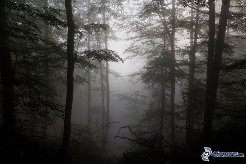 forêt sombre, brouillard