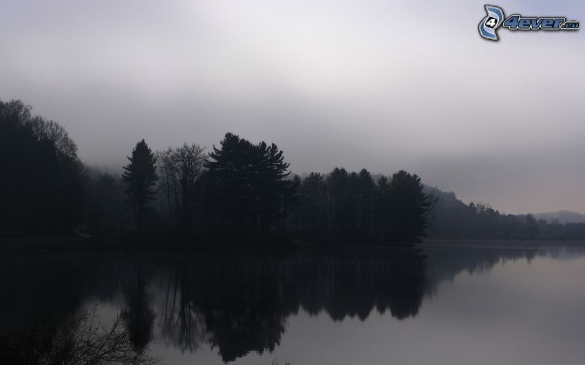 forêt sombre, lac, reflexion