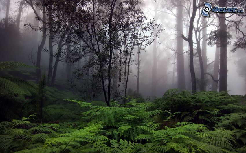 forêt vierge, brouillard, fougère