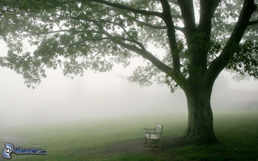 grand arbre, banc, brouillard