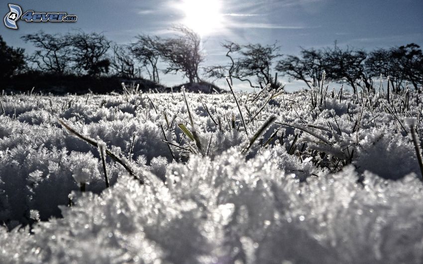 herbe gelée, neige, silhouettes d'arbres, soleil