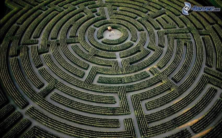 labyrinthe, arbustes