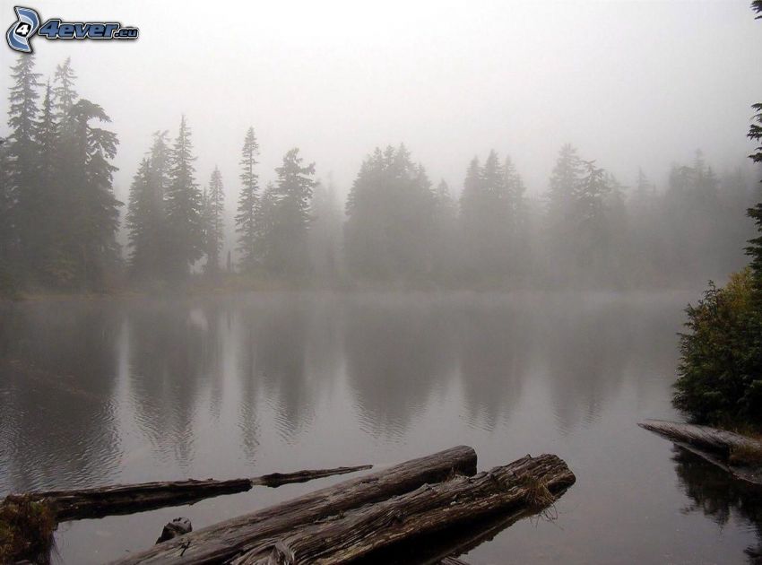 lac, bois, brouillard au sol