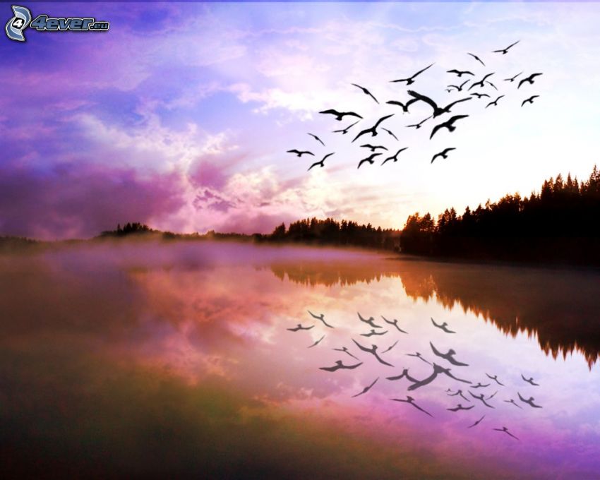 lac, oiseaux, vol, reflexion