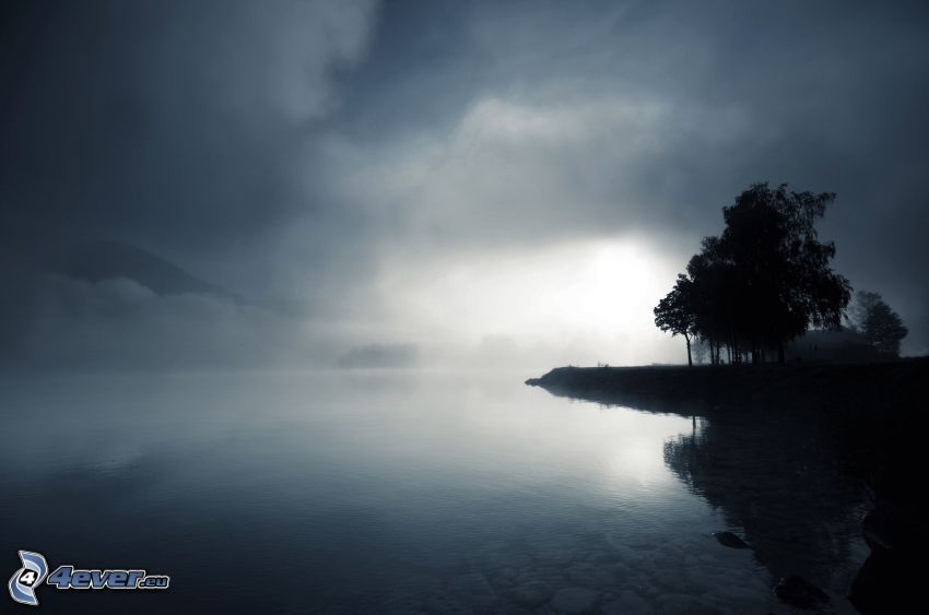 lac, silhouettes d'arbres, brouillard, nuit