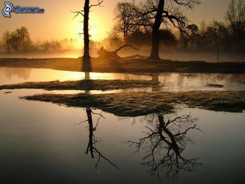 lac, silhouettes d'arbres, coucher du soleil