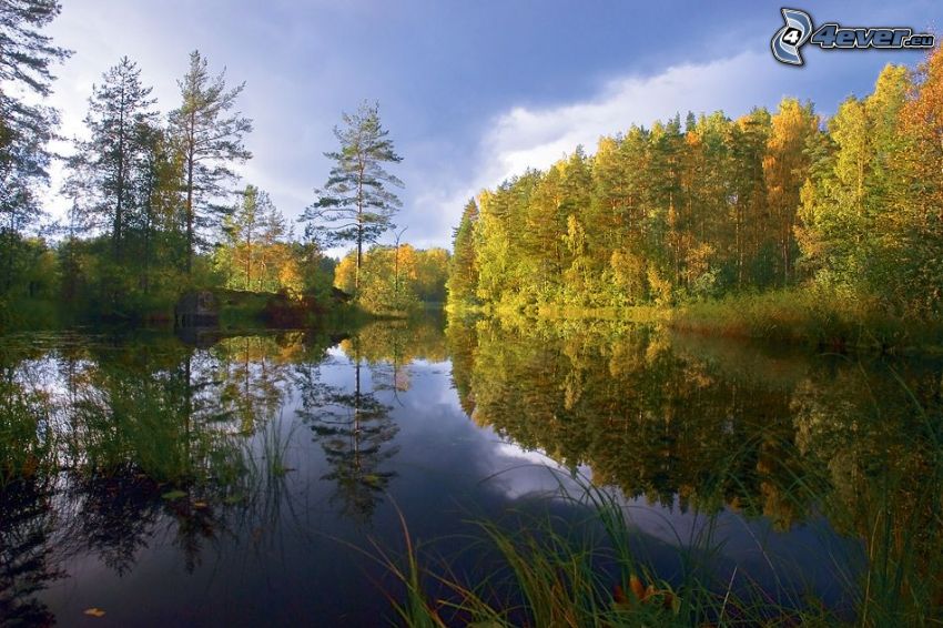 lac dans la forêt, arbres colorés