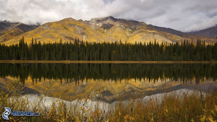 lac dans la forêt, montagne, reflexion, surface de l´eau calme