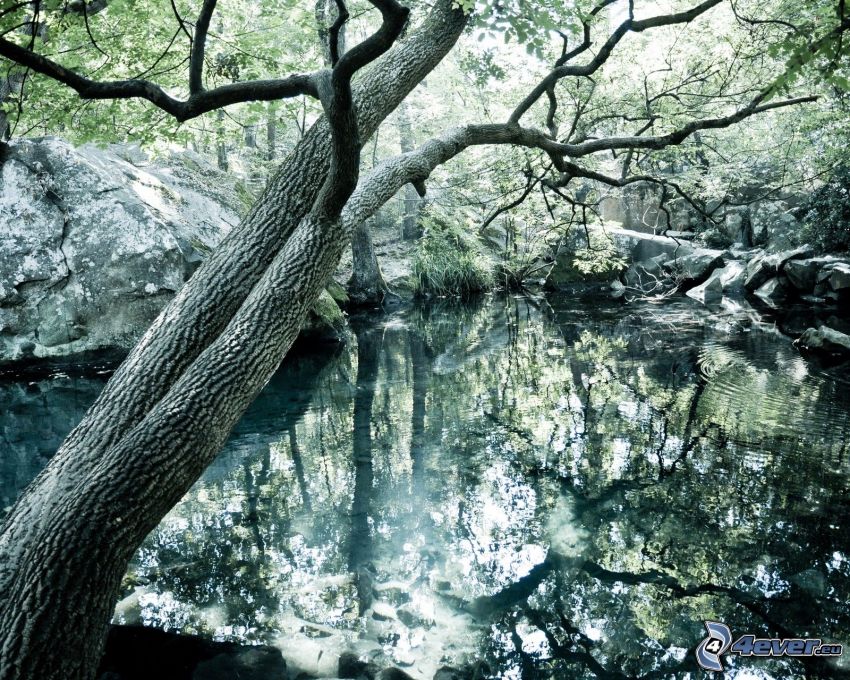 lac dans la forêt, rochers, arbre