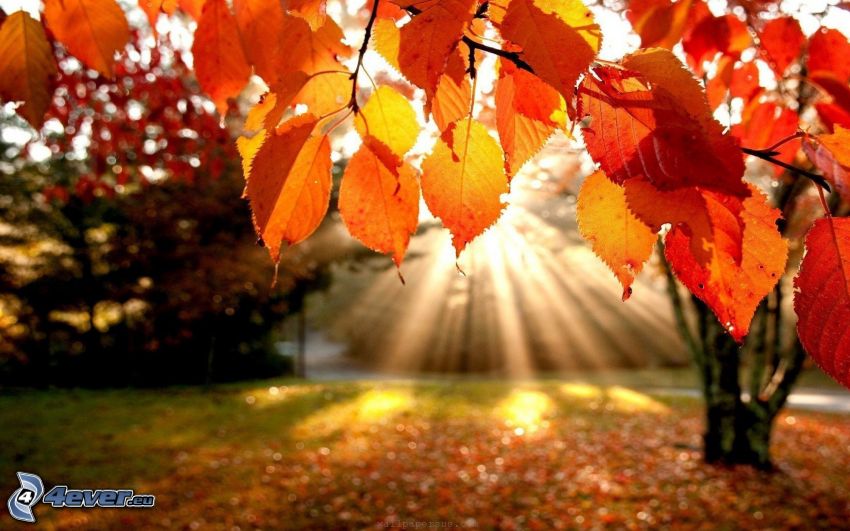 les feuilles d'automne, rayons du soleil