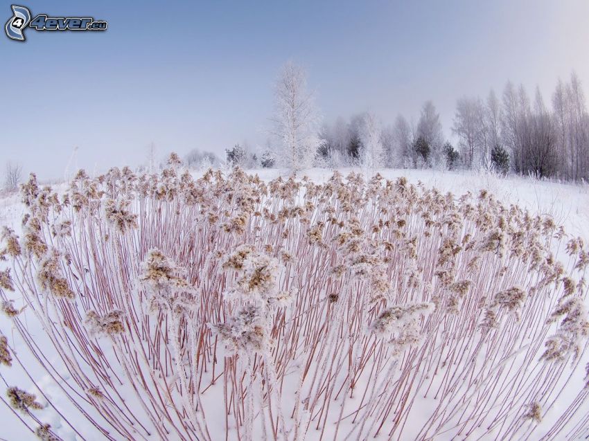 l'herbe haute, neige