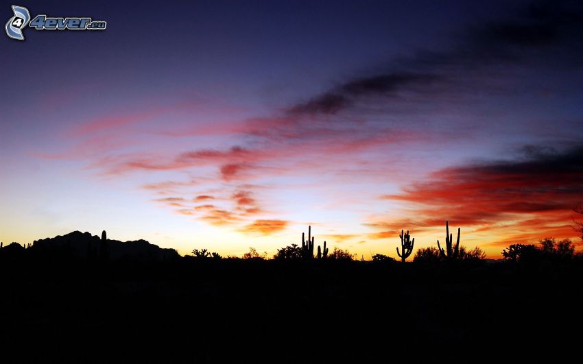 l'horizon, cactus, ciel du soir