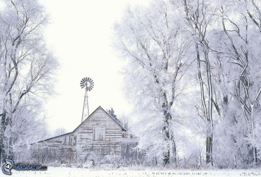 maison, arbres enneigés, neige, moulin à vent
