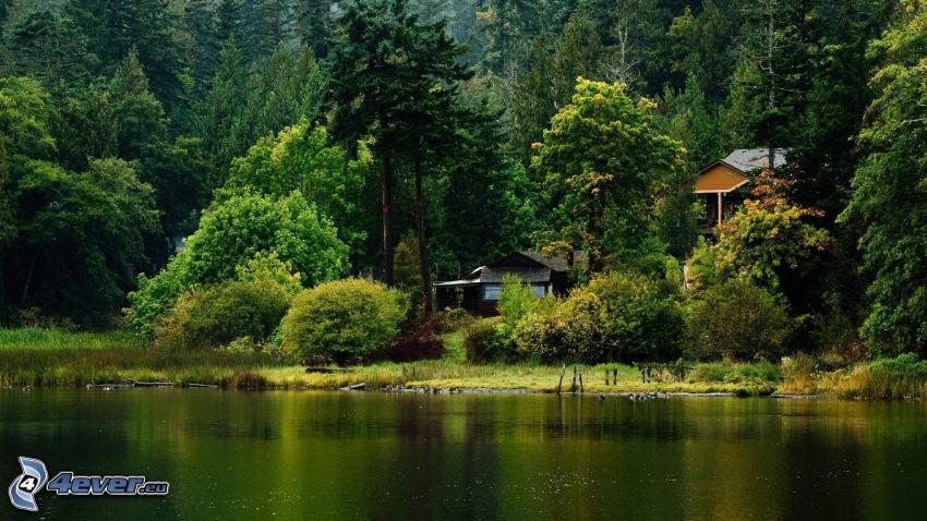 maison au bord du lac, forêt