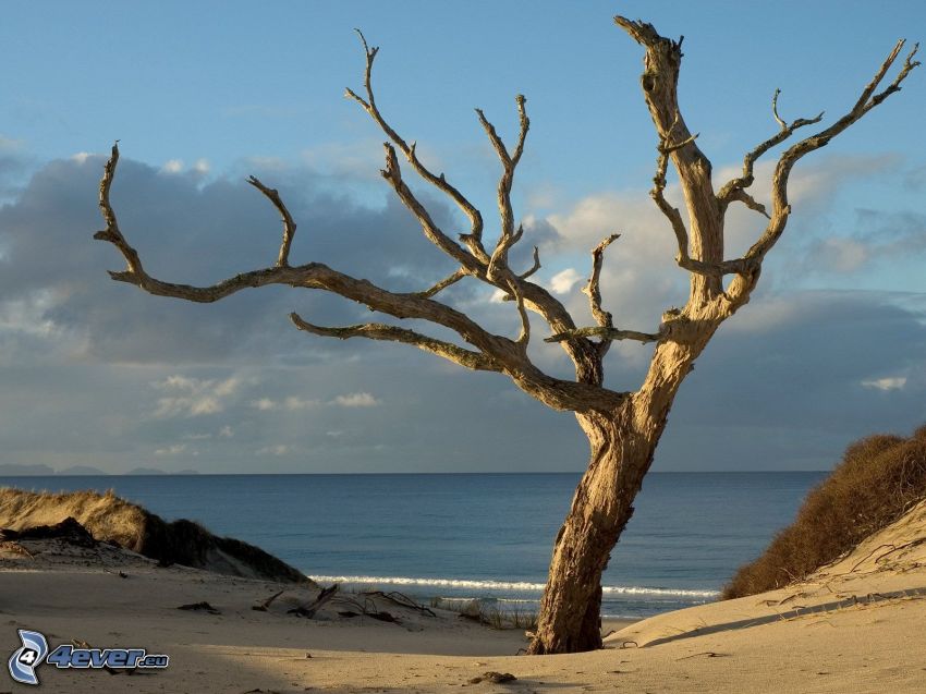 arbre sec dans, plage, arbre solitaire