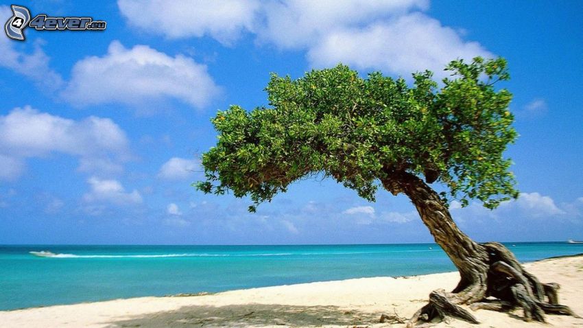 arbre solitaire, ouvert mer, plage de sable
