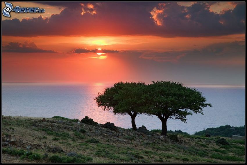 arbres, coucher du soleil orange sur la mer, arbre rameux
