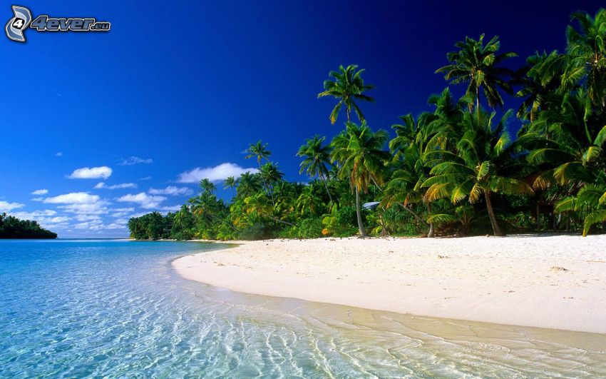 Cook Island, Tahiti, mer d'azur, plage, palmiers sur la plage