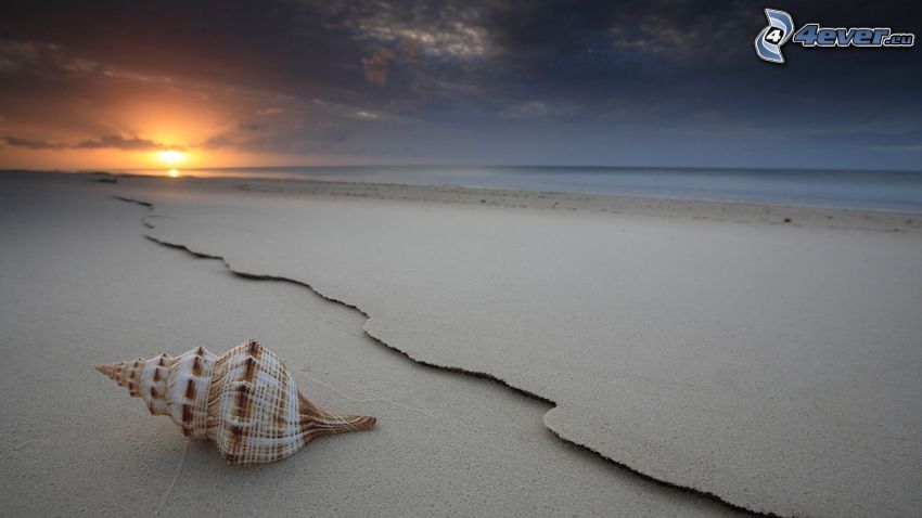 coquille, couchage de soleil sur la plage