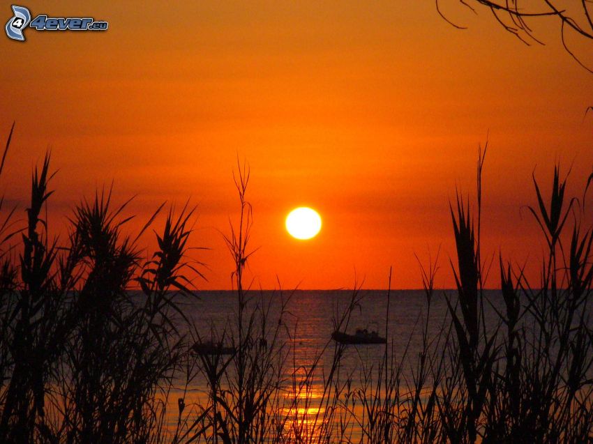 coucher du soleil orange sur la mer, brins d'herbe au couchage du soleil