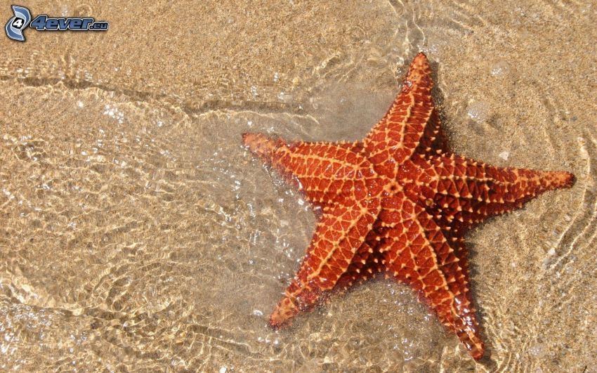 étoile de mer, eau, sable