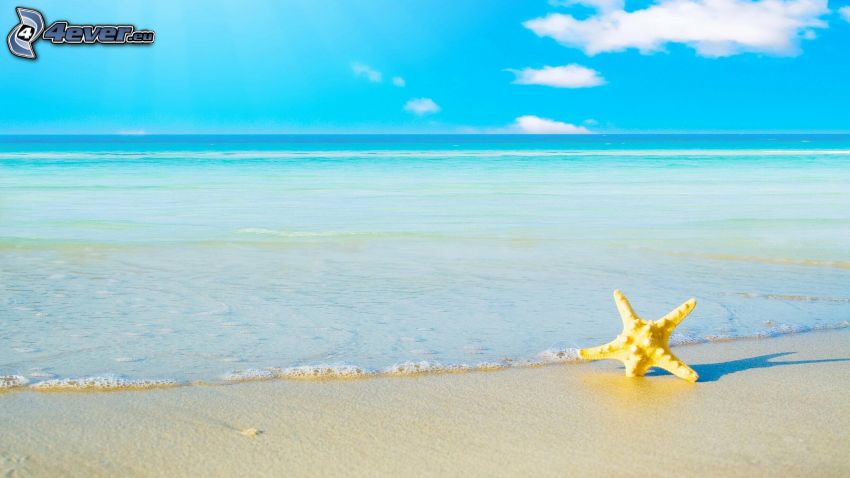 étoile de mer, ouvert mer, plage de sable