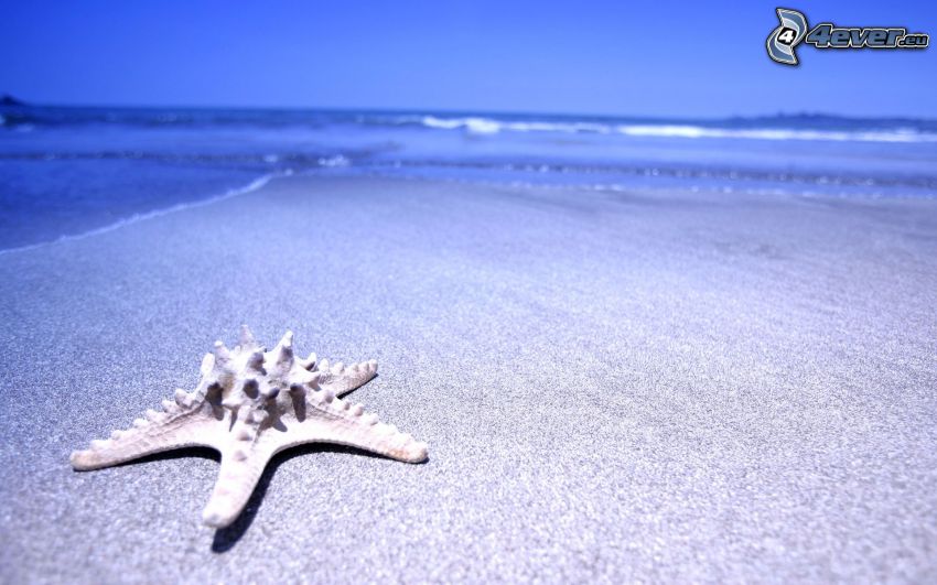 étoile de mer, plage, mer