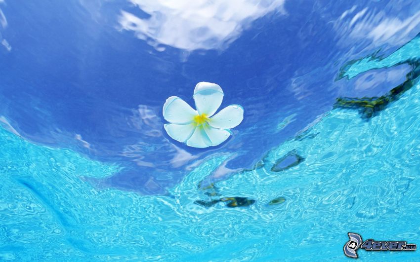 fleur blanche, surface de l'eau, mer d'azur