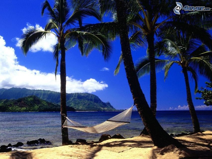 hamac, île tropicale, confort, repos, mer