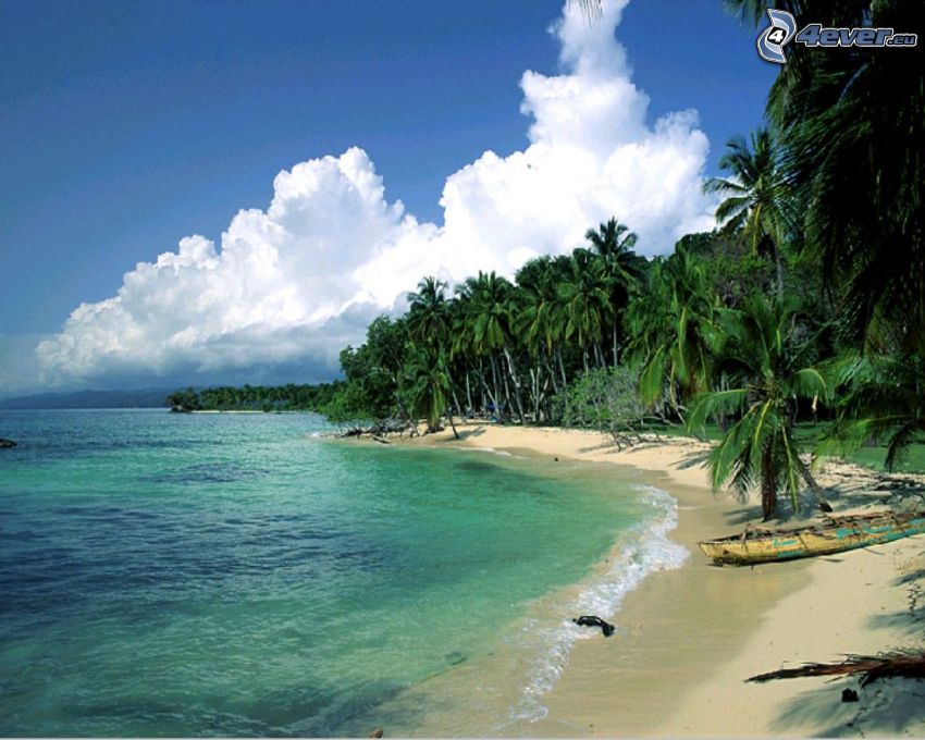 île palmeraie, plage de sable, bateau abandonné, mer