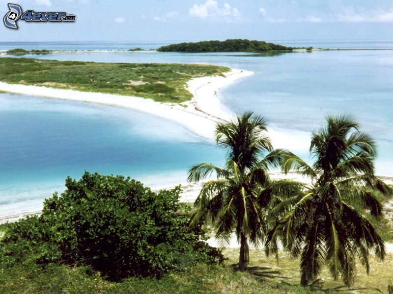 île palmeraie, plage de sable, mer tropicale