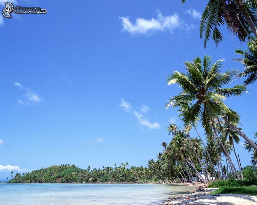 île tropicale, plage, palmiers