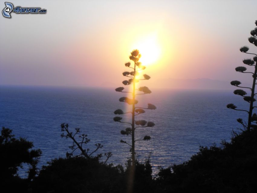 lever du soleil, mer Méditerranée, silhouettes d'arbres, vue sur la mer