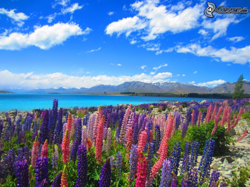mer, lupins, nuages