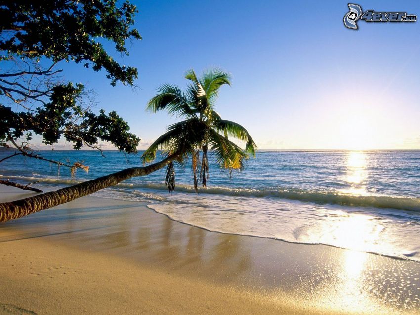 ouvert mer, palmiers sur la plage, couchage de soleil sur la mer